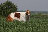 BARZOI 070